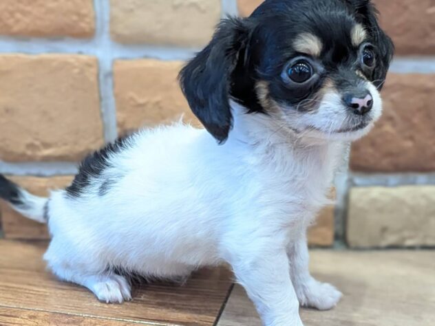 福島県のハーフ犬・ミックス犬 (アミーゴ福島南店/2026年5月19日生まれ/女の子/ブラックタンパイボールド)の子犬