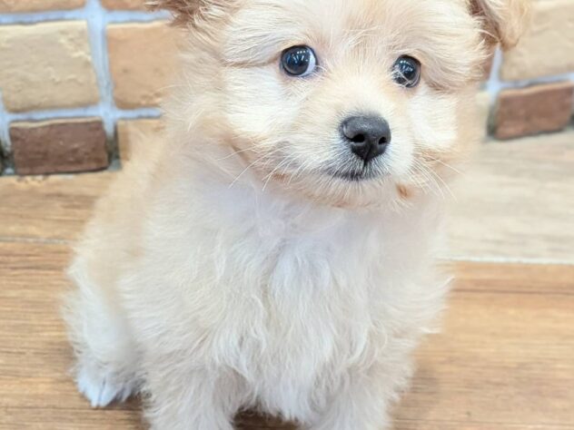 福島県のハーフ犬・ミックス犬 (アミーゴ福島南店/2026年5月2日生まれ/女の子/オレンジ)の子犬