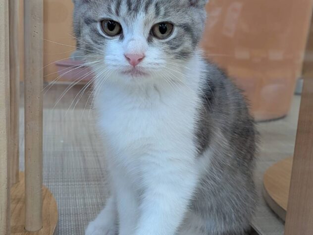 福島県のマンチカン (アミーゴ福島南店/2026年5月3日生まれ/男の子/ブルータビーホワイト)の子猫の1枚目の画像