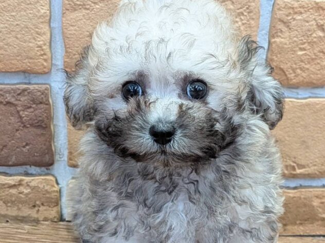 福島県のハーフ犬・ミックス犬 (アミーゴ福島南店/2026年5月10日生まれ/女の子/シルバー)の子犬