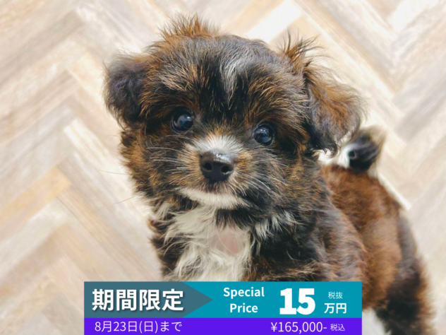 岡山県のハーフ犬・ミックス犬 (アミーゴ水島店/2026年5月13日生まれ/男の子/ブラックホワイト)の子犬の1枚目の画像
