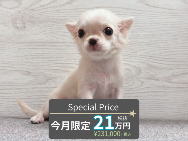 岡山県のチワワ(ロング) (アミーゴ水島店/2026年5月5日生まれ/女の子/クリーム)の子犬の1枚目の画像
