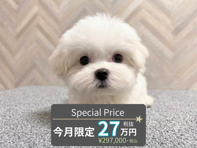岡山県のマルチーズ (アミーゴ水島店/2026年5月18日生まれ/女の子/ホワイト)の子犬の1枚目の画像