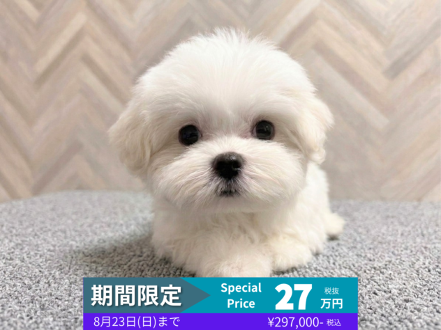 岡山県のマルチーズ (アミーゴ水島店/2026年5月18日生まれ/女の子/ホワイト)の子犬の1枚目の画像