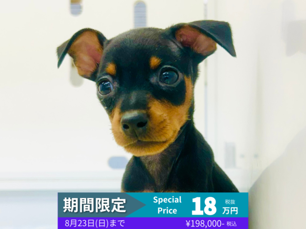 岡山県のミニチュアピンシャー (アミーゴ水島店/2026年5月5日生まれ/男の子/ブラックタン)の子犬の1枚目の画像