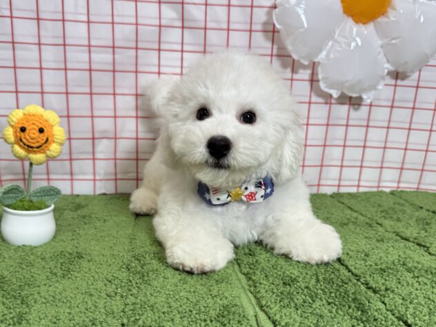 山形県のビションフリーゼ (アミーゴ酒田店/2026年3月24日生まれ/男の子/ホワイト)の子犬の1枚目の画像