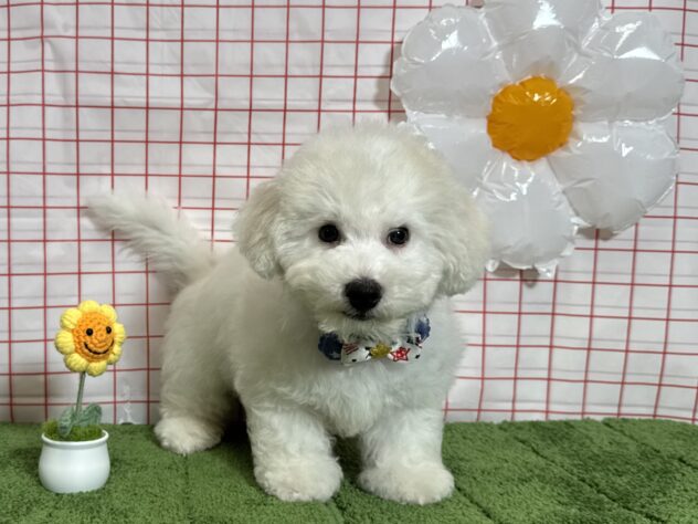 山形県のビションフリーゼ (アミーゴ酒田店/2026年3月24日生まれ/男の子/ホワイト)の子犬の2枚目の画像