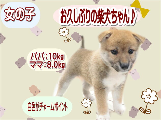 大阪府の柴犬(標準サイズ) (アミーゴ鳳店/2026年6月1日生まれ/女の子/赤)の子犬の1枚目の画像