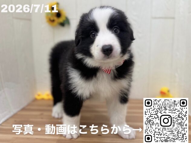 広島県のボーダーコリー (アミーゴ大町店/2026年5月14日生まれ/女の子/ブラックホワイト)の子犬の2枚目の画像