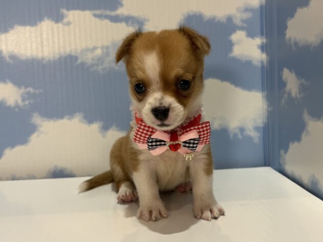 山形県のハーフ犬・ミックス犬 (アミーゴ山形南店/2026年5月18日生まれ/女の子/レッドホワイト)の子犬の1枚目の画像