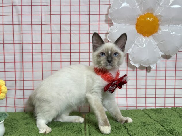 山形県のラグドール (アミーゴ酒田店/2026年4月10日生まれ/女の子/シールポイントミテッド)の子猫