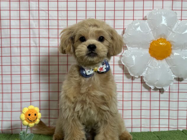 山形県のハーフ犬・ミックス犬 (アミーゴ酒田店/2026年1月25日生まれ/男の子/クリーム)の子犬の1枚目の画像