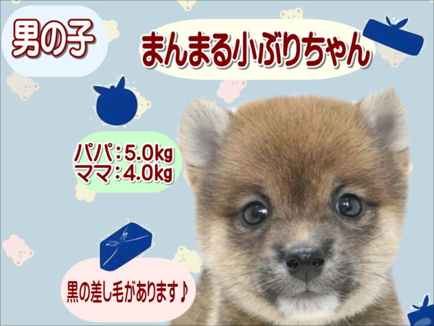 大阪府の豆柴 (アミーゴ鳳店/2026年6月2日生まれ/男の子/赤)の子犬の1枚目の画像