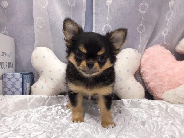 愛知県のチワワ(ロング) (アミーゴ知立店/2026年5月13日生まれ/女の子/ブラックタン)の子犬