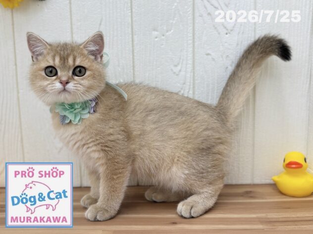 広島県のブリティッシュショートヘアー (アミーゴ大町店/2026年4月18日生まれ/男の子/ゴールデンティックドタビー)の子猫の2枚目の画像