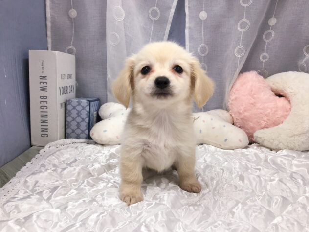 愛知県のハーフ犬・ミックス犬 (アミーゴ知立店/2026年5月30日生まれ/女の子/クリーム)の子犬の1枚目の画像
