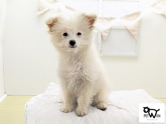 福島県のハーフ犬・ミックス犬 (アミーゴ会津若松店/2026年3月27日生まれ/男の子/04 クリーム系)の子犬