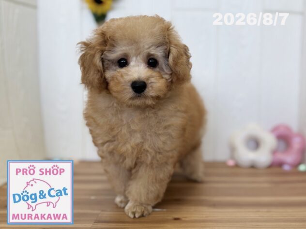 広島県のトイプードル(トイ) (アミーゴ大町店/2026年5月11日生まれ/男の子/オレンジフォーン)の子犬の1枚目の画像