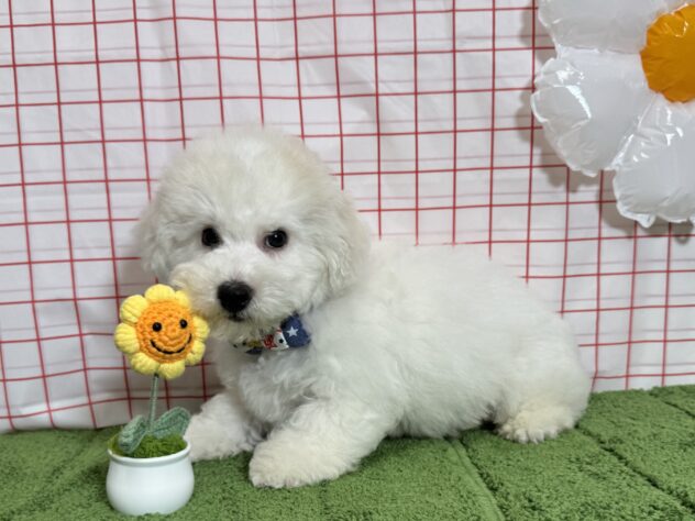 山形県のビションフリーゼ (アミーゴ酒田店/2026年3月24日生まれ/男の子/ホワイト)の子犬の3枚目の画像