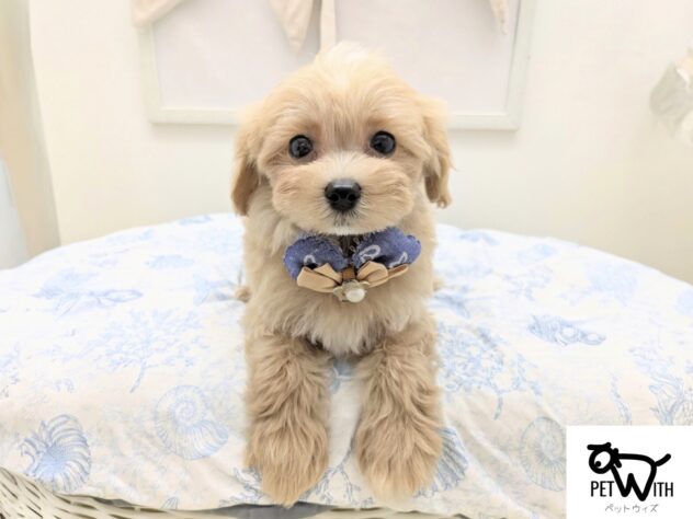 福島県のハーフ犬・ミックス犬 (アミーゴ会津若松店/2026年4月29日生まれ/男の子/アプリコット)の子犬