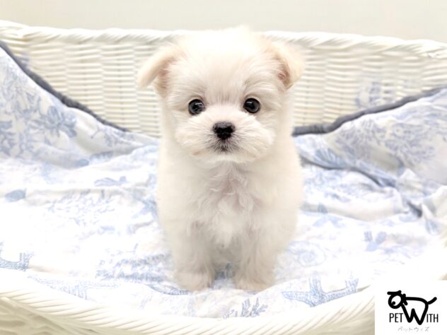 福島県のハーフ犬・ミックス犬 (アミーゴ会津若松店/2026年5月4日生まれ/女の子/クリームホワイト)の子犬の1枚目の画像