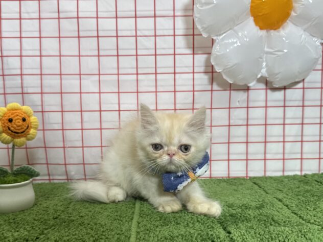 山形県のエキゾチック (アミーゴ酒田店/2026年5月27日生まれ/男の子/クリームカメオ)の子猫の1枚目の画像