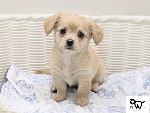 福島県のハーフ犬・ミックス犬 (アミーゴ会津若松店/2026年5月24日生まれ/男の子/04 クリーム系)の子犬の1枚目の画像