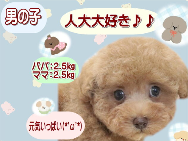 大阪府のトイプードル(トイ) (アミーゴ鳳店/2026年5月28日生まれ/男の子/アプリコット)の子犬の1枚目の画像