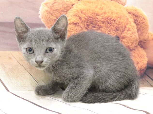 大阪府のロシアンブルー (アミーゴ鳳店/2026年5月12日生まれ/男の子/ブルー)の子猫の2枚目の画像