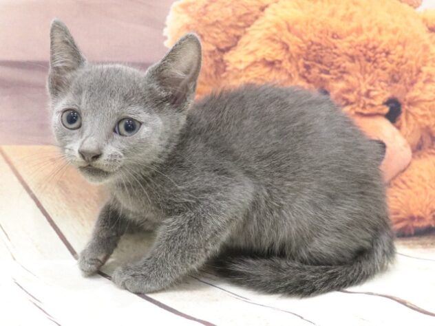 大阪府のロシアンブルー (アミーゴ鳳店/2026年5月12日生まれ/男の子/ブルー)の子猫の3枚目の画像