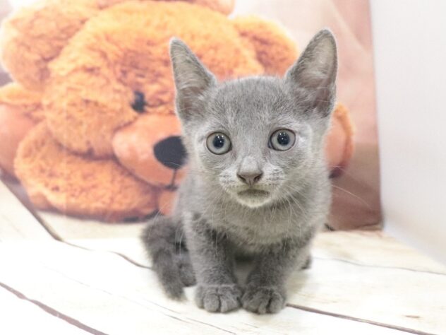 大阪府のロシアンブルー (アミーゴ鳳店/2026年5月12日生まれ/男の子/ブルー)の子猫の4枚目の画像