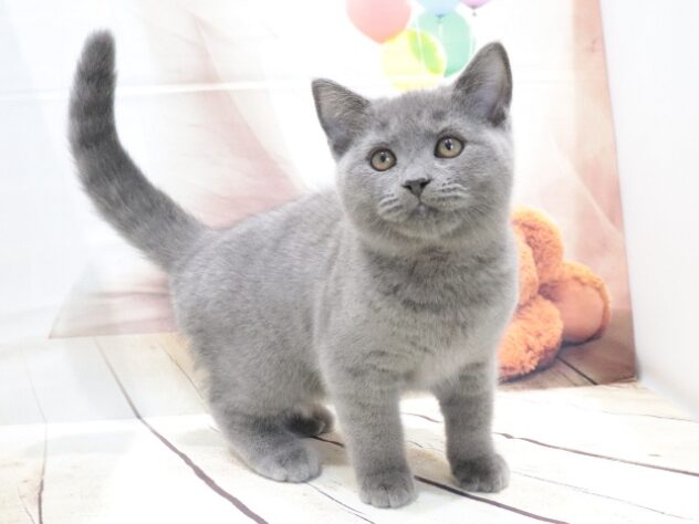 大阪府のブリティッシュショートヘアー (アミーゴ鳳店/2026年4月20日生まれ/男の子/ブルー)の子猫の3枚目の画像