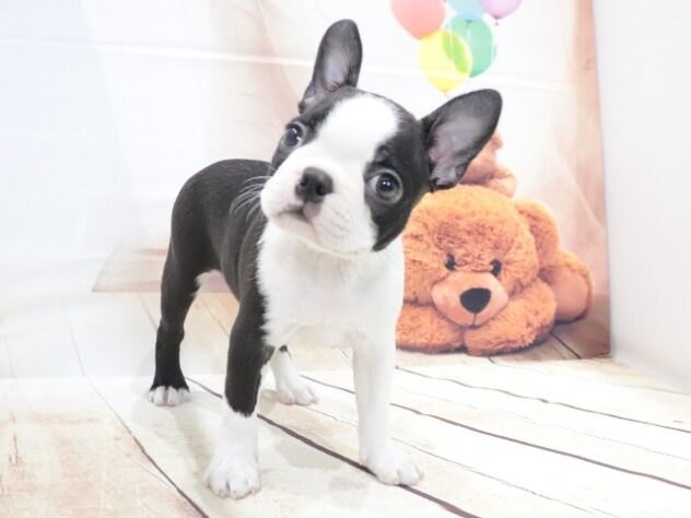 大阪府のボストンテリア (アミーゴ鳳店/2026年5月18日生まれ/女の子/ボストンカラー)の子犬の4枚目の画像