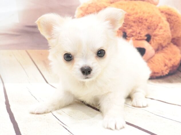 大阪府のチワワ(ロング) (アミーゴ鳳店/2026年5月18日生まれ/男の子/クリームホワイト)の子犬の2枚目の画像