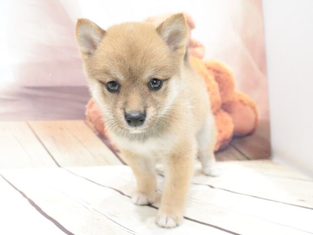 大阪府の豆柴 (アミーゴ鳳店/2026年5月17日生まれ/女の子/赤)の子犬の2枚目の画像