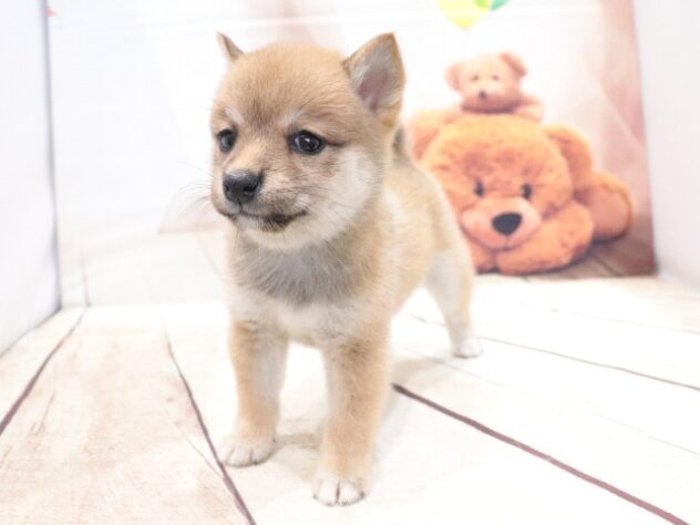 大阪府の豆柴 (アミーゴ鳳店/2026年5月17日生まれ/女の子/赤)の子犬の3枚目の画像