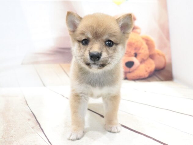 大阪府の豆柴 (アミーゴ鳳店/2026年5月17日生まれ/女の子/赤)の子犬の4枚目の画像
