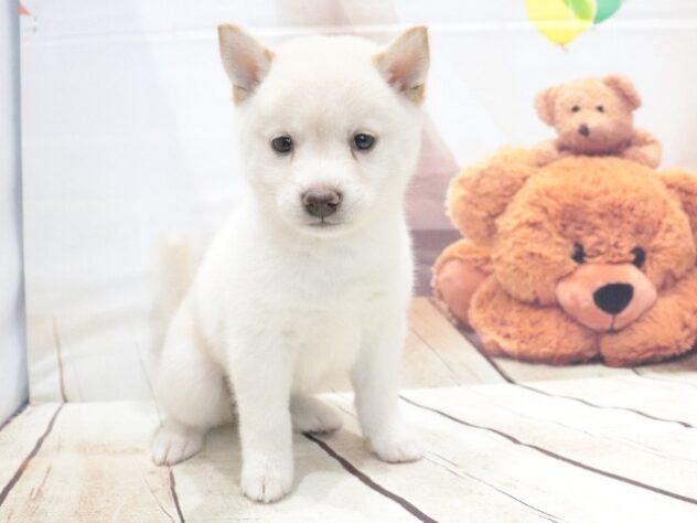 大阪府の豆柴 (アミーゴ鳳店/2026年5月17日生まれ/女の子/白)の子犬の2枚目の画像