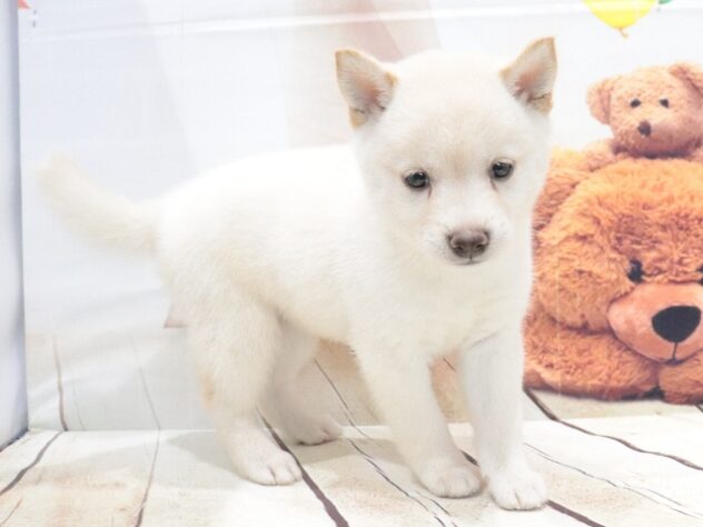 大阪府の豆柴 (アミーゴ鳳店/2026年5月17日生まれ/女の子/白)の子犬の3枚目の画像