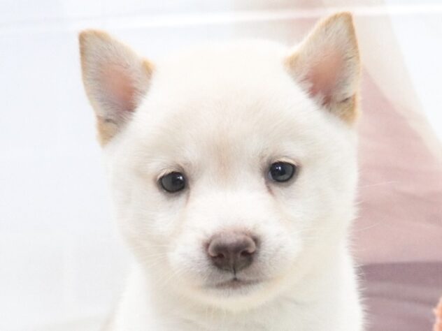大阪府の豆柴 (アミーゴ鳳店/2026年5月17日生まれ/女の子/白)の子犬の4枚目の画像