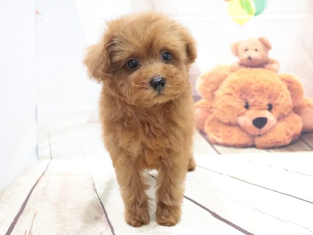 大阪府のトイプードル(トイ) (アミーゴ鳳店/2026年5月8日生まれ/女の子/レッド)の子犬の2枚目の画像