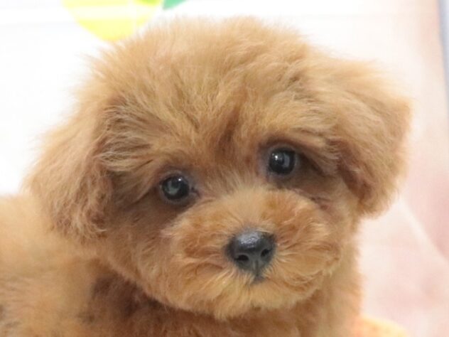 大阪府のトイプードル(トイ) (アミーゴ鳳店/2026年5月8日生まれ/女の子/レッド)の子犬の3枚目の画像
