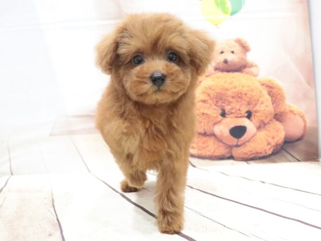 大阪府のトイプードル(トイ) (アミーゴ鳳店/2026年5月8日生まれ/女の子/レッド)の子犬の4枚目の画像