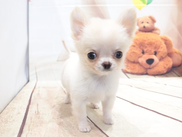 大阪府のチワワ(ロング) (アミーゴ鳳店/2026年5月21日生まれ/男の子/クリームホワイト)の子犬の2枚目の画像