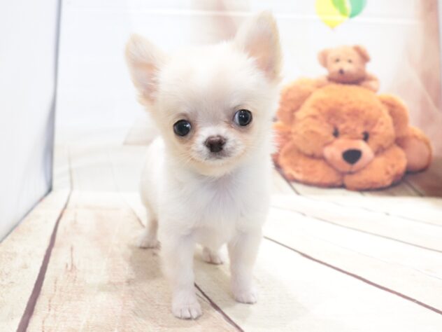 大阪府のチワワ(ロング) (アミーゴ鳳店/2026年5月21日生まれ/男の子/クリームホワイト)の子犬の3枚目の画像
