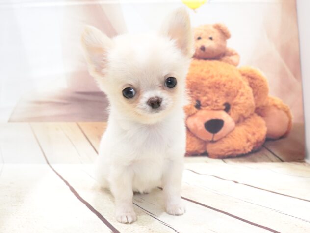 大阪府のチワワ(ロング) (アミーゴ鳳店/2026年5月21日生まれ/男の子/クリームホワイト)の子犬の4枚目の画像
