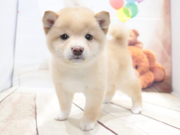 大阪府の豆柴 (アミーゴ鳳店/2026年5月22日生まれ/男の子/淡赤)の子犬の4枚目の画像
