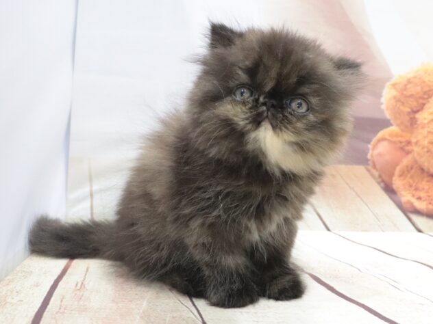大阪府のエキゾチック (アミーゴ鳳店/2026年5月30日生まれ/女の子/トーティーシェル)の子猫の2枚目の画像