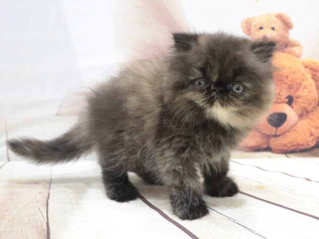 大阪府のエキゾチック (アミーゴ鳳店/2026年5月30日生まれ/女の子/トーティーシェル)の子猫の3枚目の画像