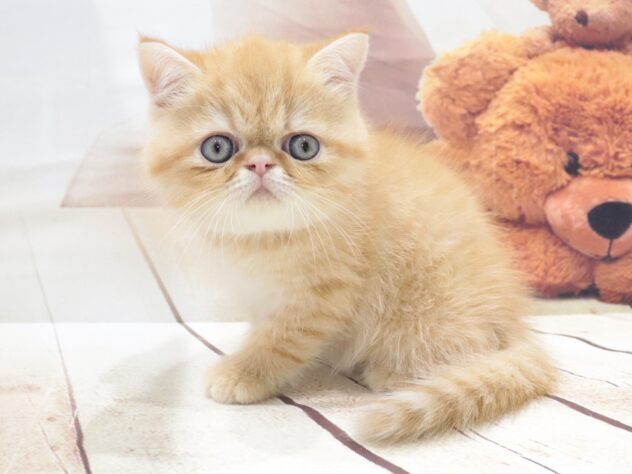 大阪府のエキゾチック (アミーゴ鳳店/2026年5月30日生まれ/男の子/レッドタビー)の子猫の2枚目の画像